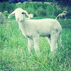 Sheep grazing on grassy field