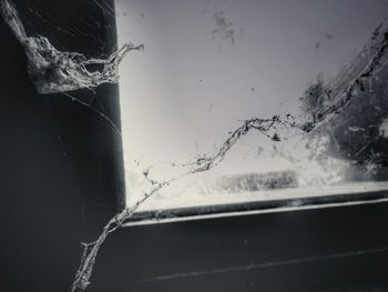 Close-up of spider web
