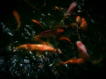 Close-up of koi carps swimming in sea