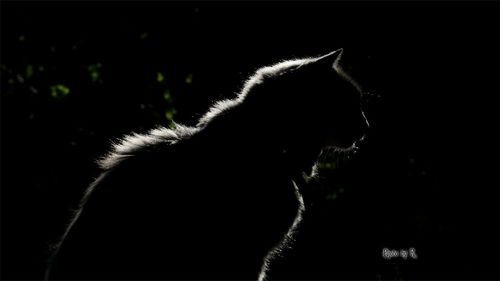 Close-up of dog against black background