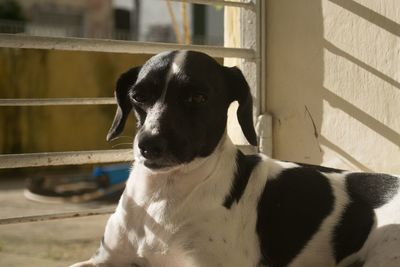 Close-up portrait of dog