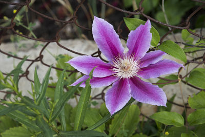 Close-up of purple flower blooming