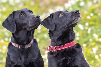 Head shot of two cute pedigree black labradors sitting together