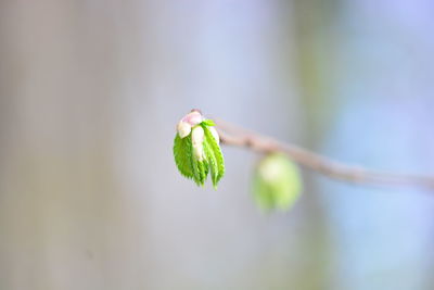 Close-up of green plant