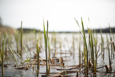 Close-up of plants in water against clear sky