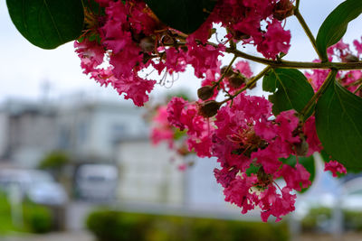 Close-up of pink cherry blossom tree