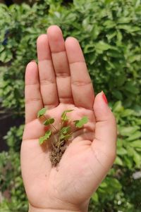 Close-up of hand holding plant