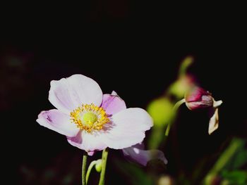 Close-up of pink flower against black background
