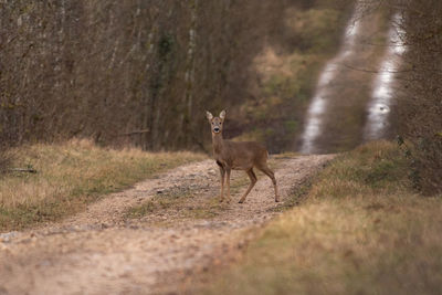 Deer standing on a path in the forest