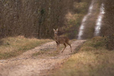 Deer standing on field