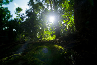 Sun shining through trees