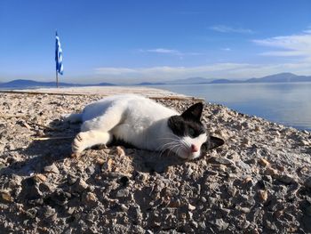 Cat looking at sea shore