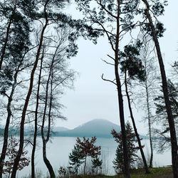 Scenic view of trees against sky