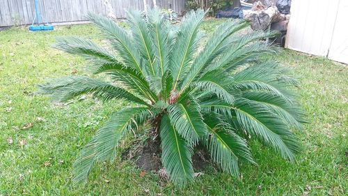 Close-up of plant