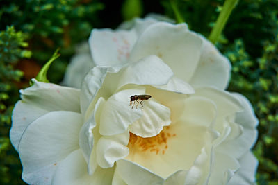 Close-up of bee on white flower