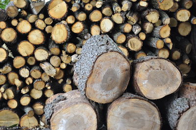 Full frame shot of logs in forest