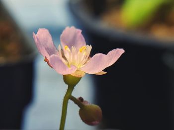 Close-up of water lily blooming outdoors