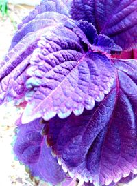 Close-up of purple flower