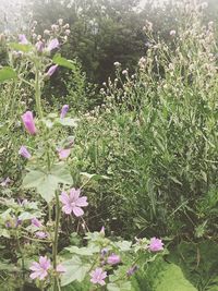 Pink flowers blooming outdoors