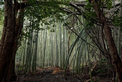 Trees growing in forest