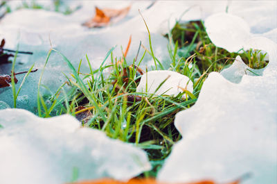 Close-up of fresh green plant