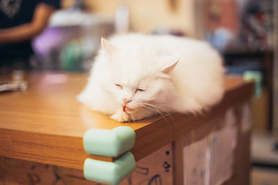 Close-up of cat on table