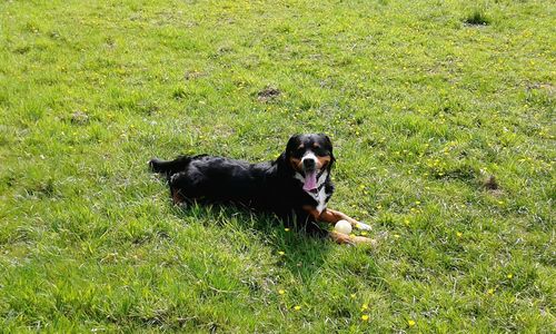 Dog on grassy field