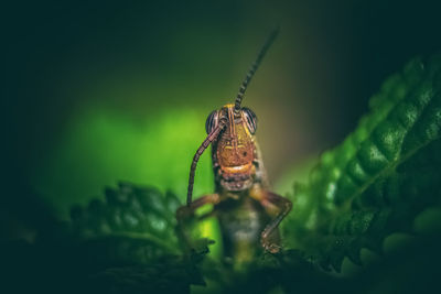 Close-up of spider