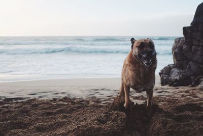 Dog on beach against sky