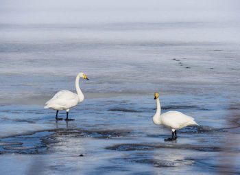 Two swans on the lake