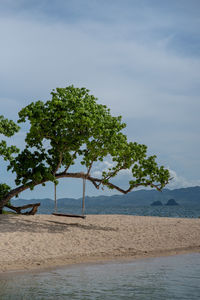 Tree by sea against sky