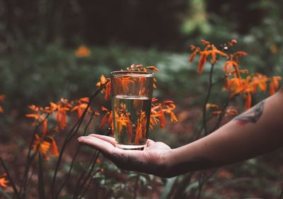 Midsection of person holding orange flower