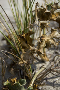 Close-up of dried leaves on plant