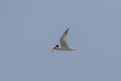 Low angle view of seagull flying in sky
