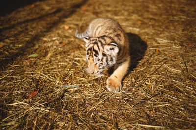 Cat lying on ground