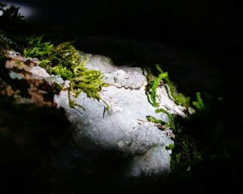 Close-up of moss growing on tree at night
