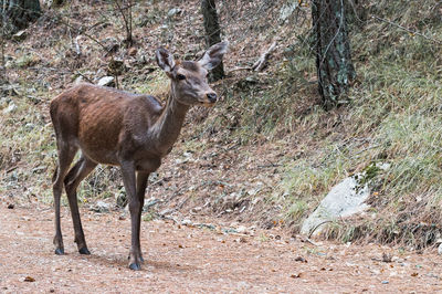 Deer in a forest