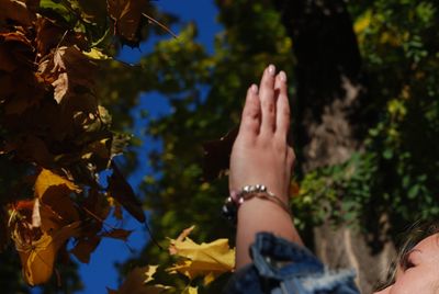 Person on maple leaves during autumn