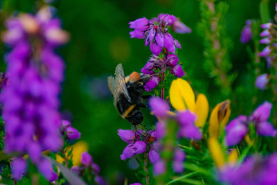 Close-up of bee pollinating on purple flower