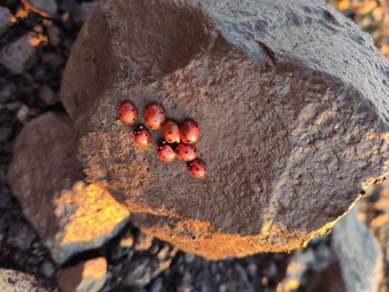 High angle view of berries on rock
