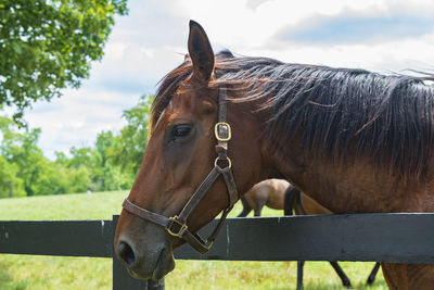 Portrait of a horse.