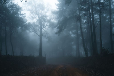 Trees in forest