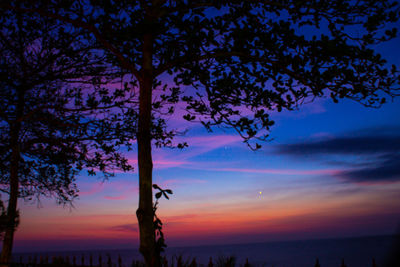 Silhouette trees against sky during sunset