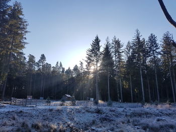 Trees on snow covered field against sky