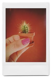 Close-up of hand holding plant against white background