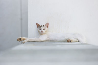 Portrait of cat lying on wall, folegandros, greece