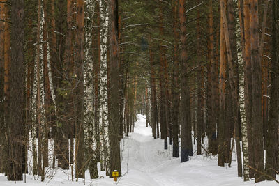 Snow covered trees in forest