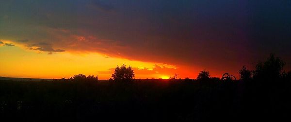 Silhouette of trees at sunset