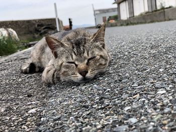 Close-up of a cat resting on road