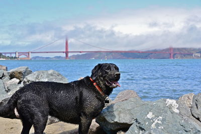 Suspension bridge over sea